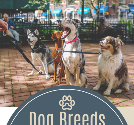 Dog Breeds: The Quick Guide to Some Popular Dog Breeds